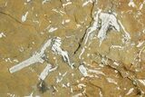 Ordovician Kukersite Oil Shale with Bryozoan Fossils - Russia #369586-1